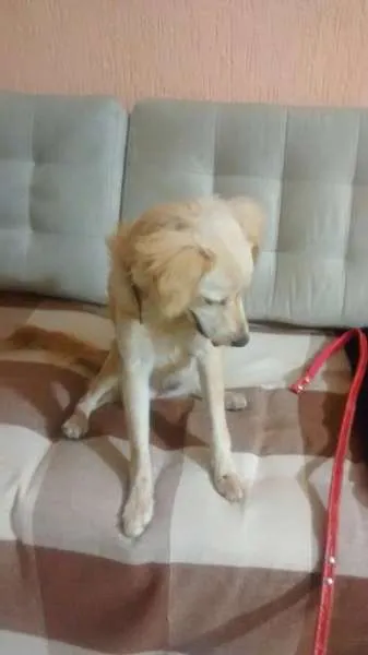 Cachorro ra a SRD idade 2 a 6 meses nome Baby