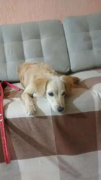 Cachorro ra a SRD idade 2 a 6 meses nome Baby
