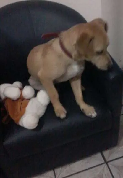 Cachorro ra a SRD idade 7 a 11 meses nome BONO 