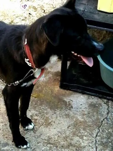 Cachorro ra a SRD idade 1 ano nome BLACK