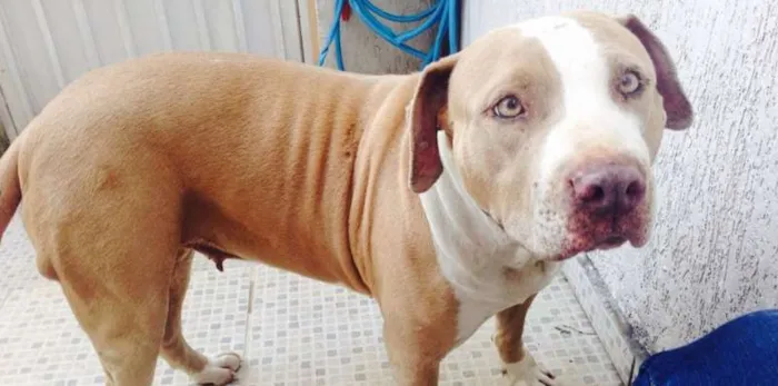 Cachorro ra a Pit-Bull idade 3 anos nome SISSI