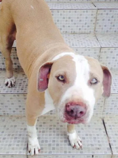Cachorro ra a Pit-Bull idade 3 anos nome SISSI