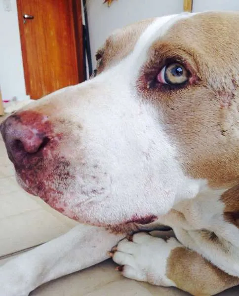 Cachorro ra a Pit-Bull idade 3 anos nome SISSI