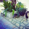 6 gatinhos
