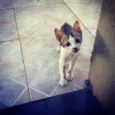 6 gatinhos