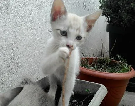 Gato ra a SRD idade 2 a 6 meses nome SKY