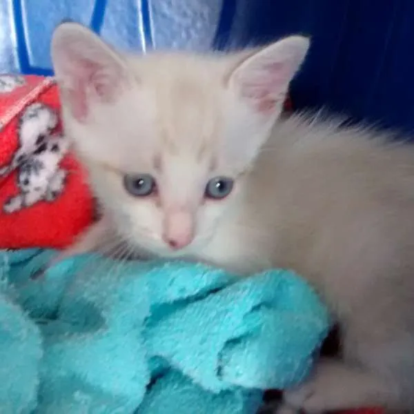 Gato ra a SRD idade 2 a 6 meses nome SKY