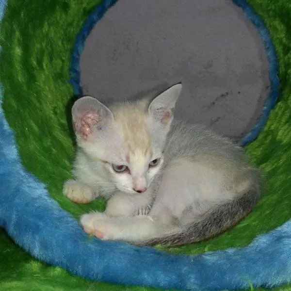 Gato ra a SRD idade 2 a 6 meses nome SKY