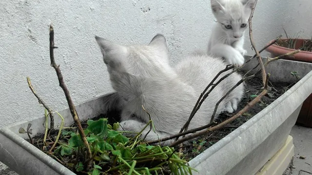 Gato ra a SRD idade 2 a 6 meses nome SKY