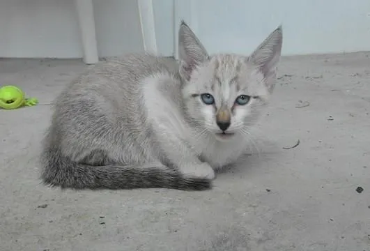 Gato ra a SRD idade 2 a 6 meses nome MOON