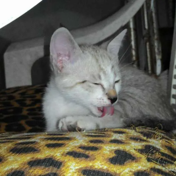 Gato ra a SRD idade 2 a 6 meses nome MOON