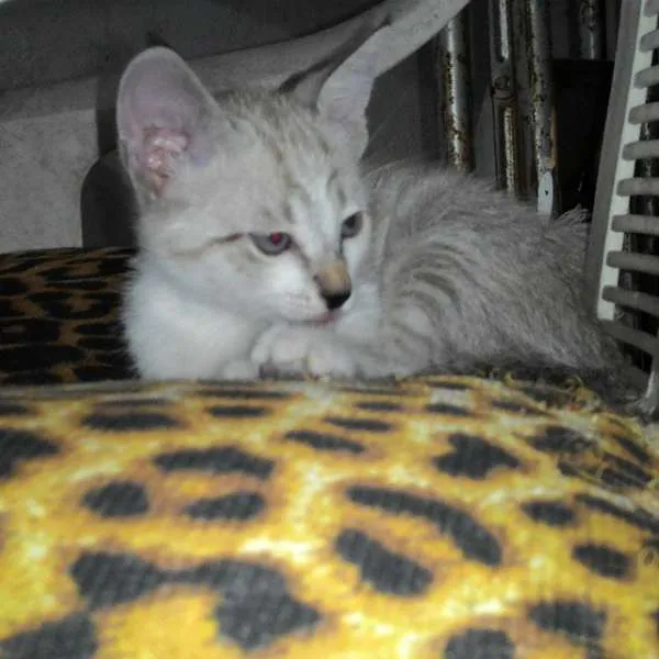 Gato ra a SRD idade 2 a 6 meses nome MOON