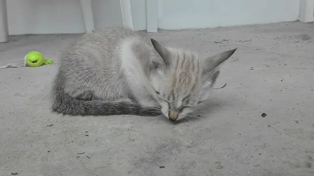 Gato ra a SRD idade 2 a 6 meses nome MOON