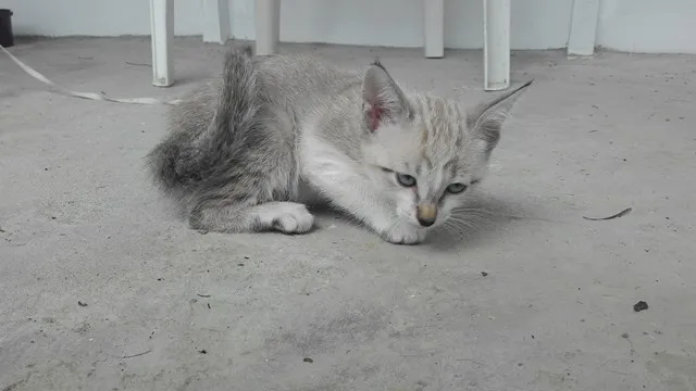 Gato ra a SRD idade 2 a 6 meses nome MOON