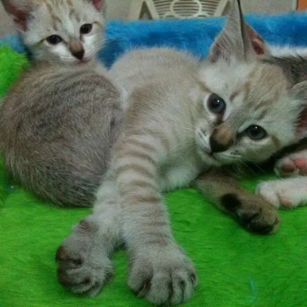Gato ra a SRD idade 2 a 6 meses nome MOON