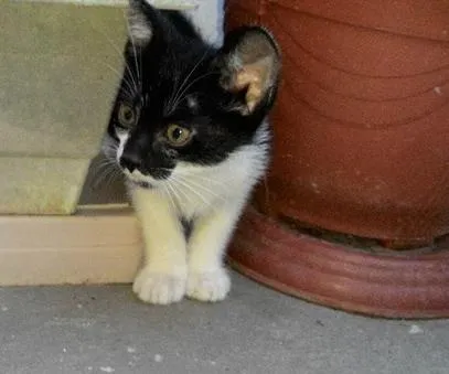 Gato ra a srd idade 2 a 6 meses nome ÁTILA