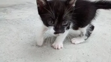 Gato ra a srd idade 2 a 6 meses nome ÁTILA