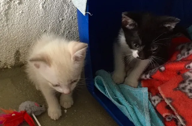 Gato ra a srd idade 2 a 6 meses nome ÁTILA