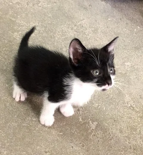 Gato ra a srd idade 2 a 6 meses nome ÁTILA