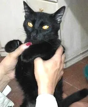 Gato raça SRD idade 7 a 11 meses nome BRÛLÉE