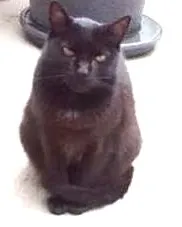 Gato ra a SRD idade 7 a 11 meses nome AMARILIS