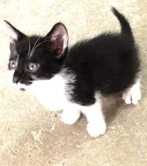 Gato raça srd idade 2 a 6 meses nome ÁTILA
