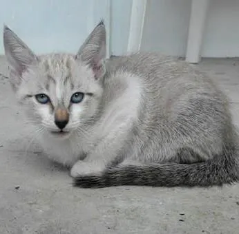 Gato ra a SRD idade 2 a 6 meses nome MOON