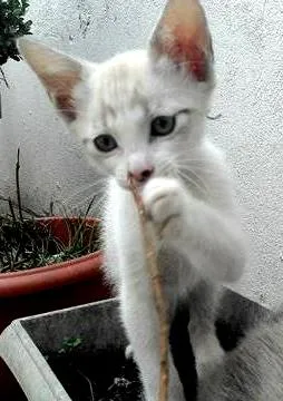 Gato ra a SRD idade 2 a 6 meses nome SKY