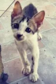 6 gatinhos