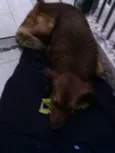Ted