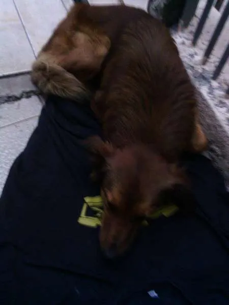Cachorro ra a mestiço  idade 7 a 11 meses nome Ted