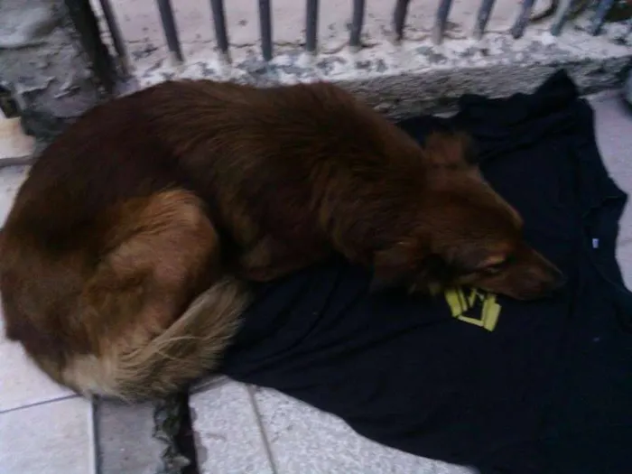 Cachorro ra a mestiço  idade 7 a 11 meses nome Ted