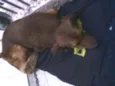 TED
