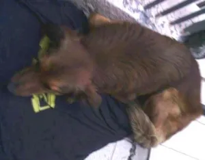 Cachorro raça mestiço idade 7 a 11 meses nome TED