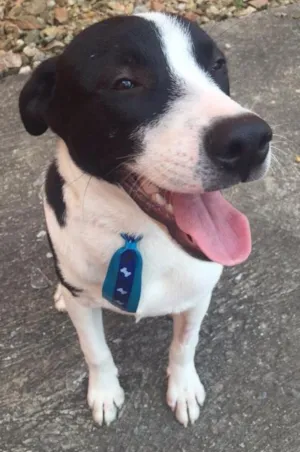 Cachorro raça SRD idade 7 a 11 meses nome Iron