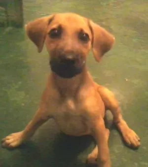 Cachorro raça SRD idade 2 a 6 meses nome Nina