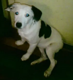 Cachorro raça Dálmata idade 2 a 6 meses nome Lili