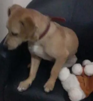 Cachorro raça SRD idade 7 a 11 meses nome BONO 