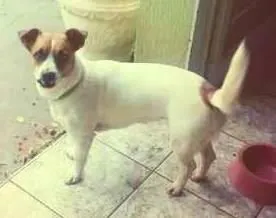 Cachorro raça SRD idade  nome Mila