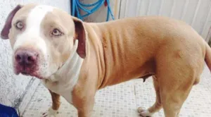 Cachorro raça Pit-Bull idade 3 anos nome SISSI