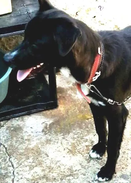 Cachorro ra a SRD idade 1 ano nome BLACK
