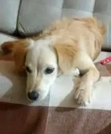 Cachorro ra a SRD idade 2 a 6 meses nome Baby
