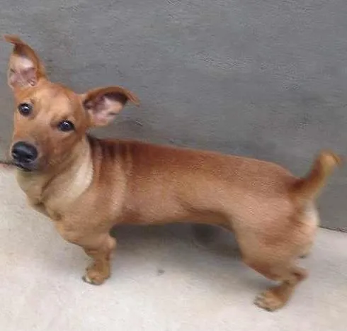 Cachorro ra a vira lata idade 7 a 11 meses nome udi