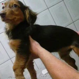 Cachorro raça mestiço basse idade 2 a 6 meses nome Flacha