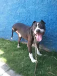 PATÃO