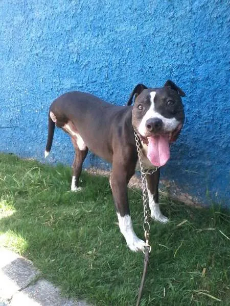Cachorro ra a Pit-Bull idade 6 ou mais anos nome PATÃO