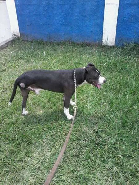 Cachorro ra a Pit-Bull idade 6 ou mais anos nome PATÃO