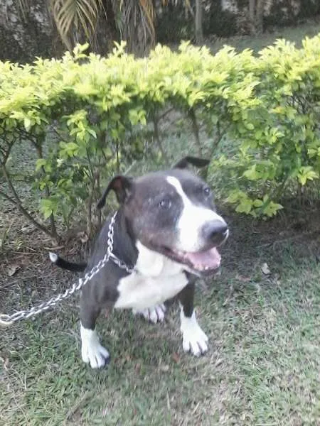 Cachorro ra a Pit-Bull idade 6 ou mais anos nome PATÃO