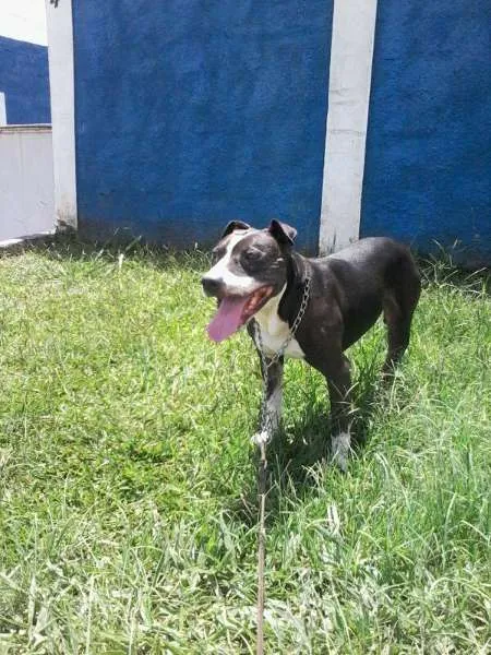 Cachorro ra a Pit-Bull idade 6 ou mais anos nome PATÃO