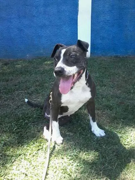 Cachorro ra a Pit-Bull idade 6 ou mais anos nome PATÃO